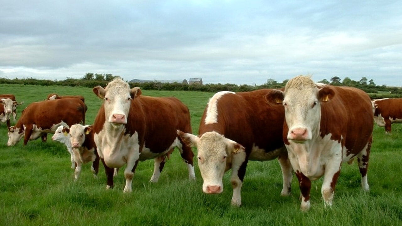 L'Irlanda intende ridurre la popolazione di bovini di 200.000 capi come parte dei suoi sforzi per preservare l'ambiente