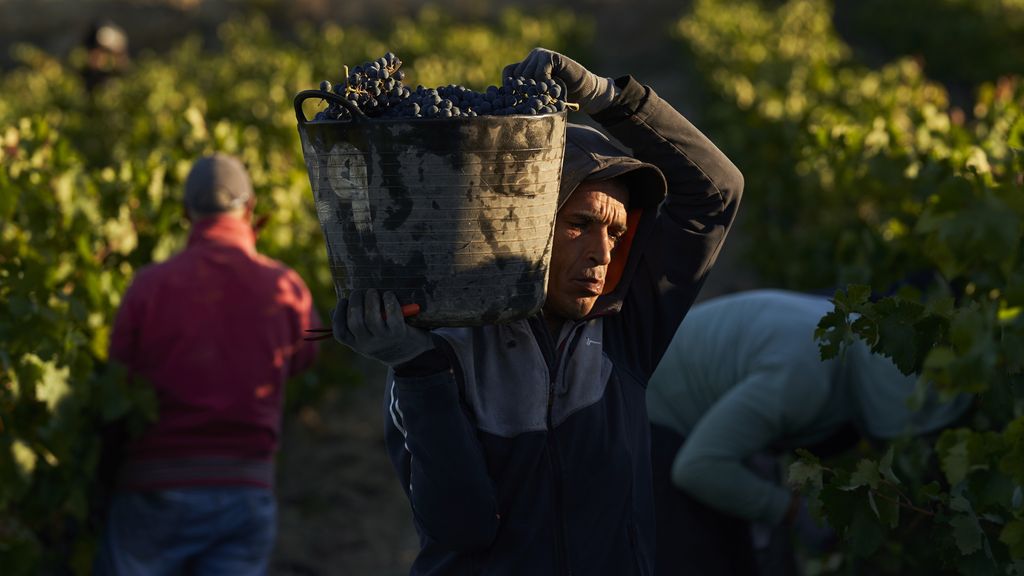 Si prevede la più bassa vendemmia mondiale in oltre sessanta anni